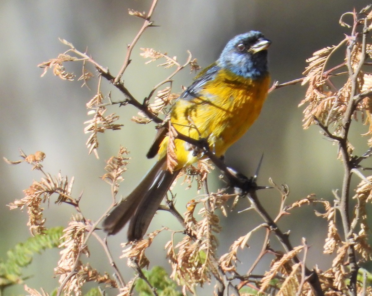 Blue-and-yellow Tanager - ML599652781