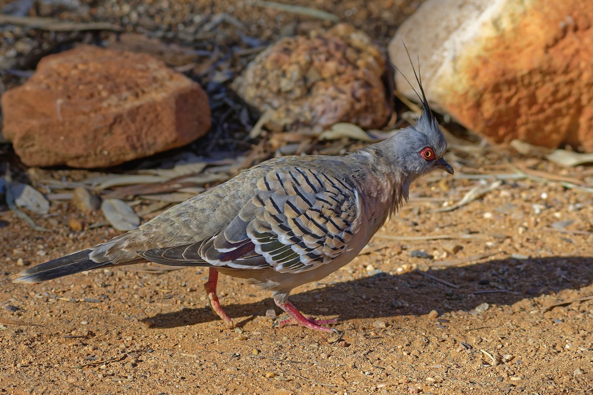 Crested Pigeon - ML599653881