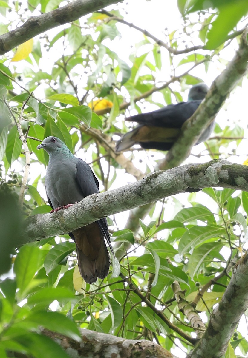 Sao Tome Pigeon - ML599661271