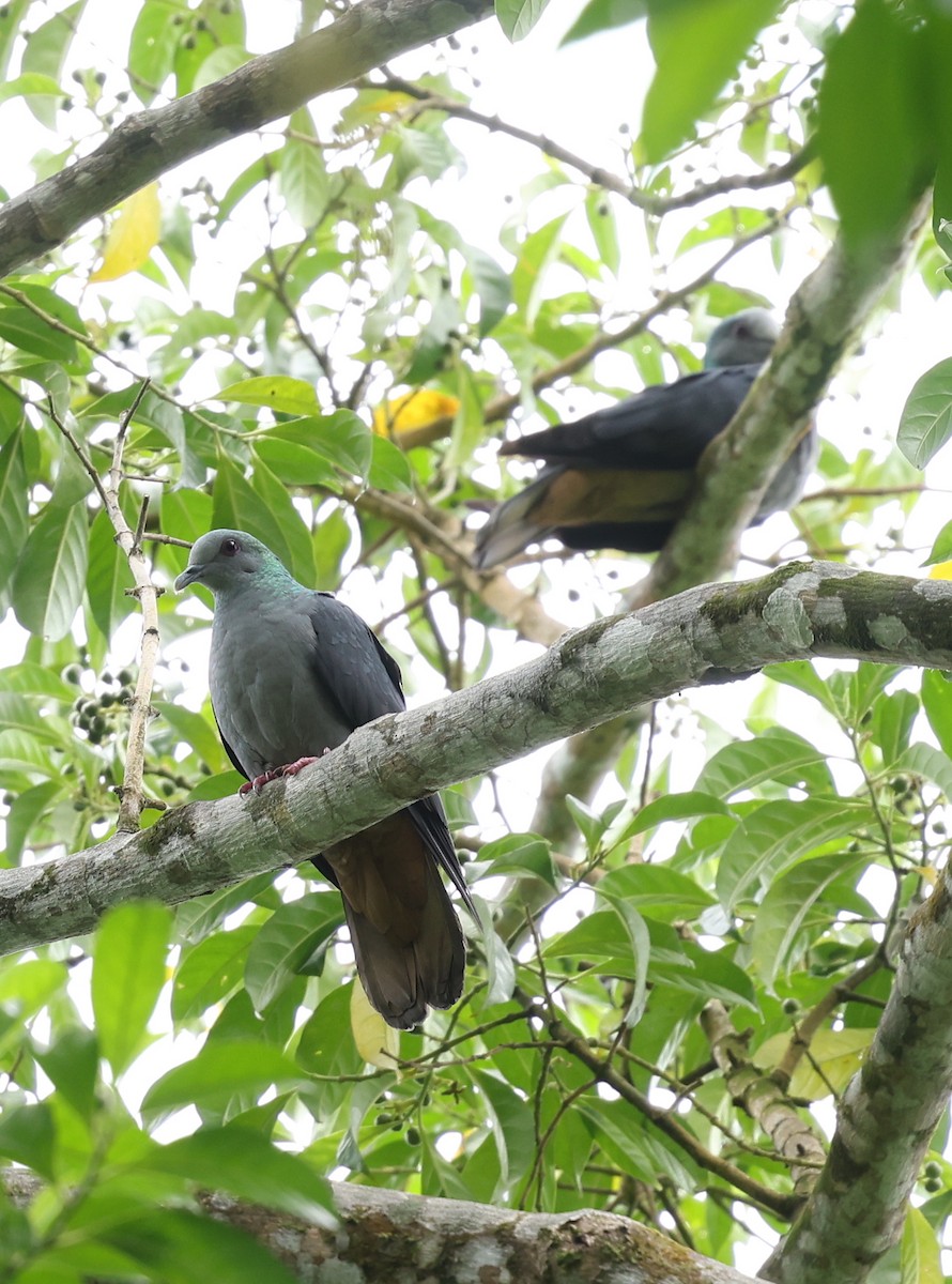 Sao Tome Pigeon - ML599661281