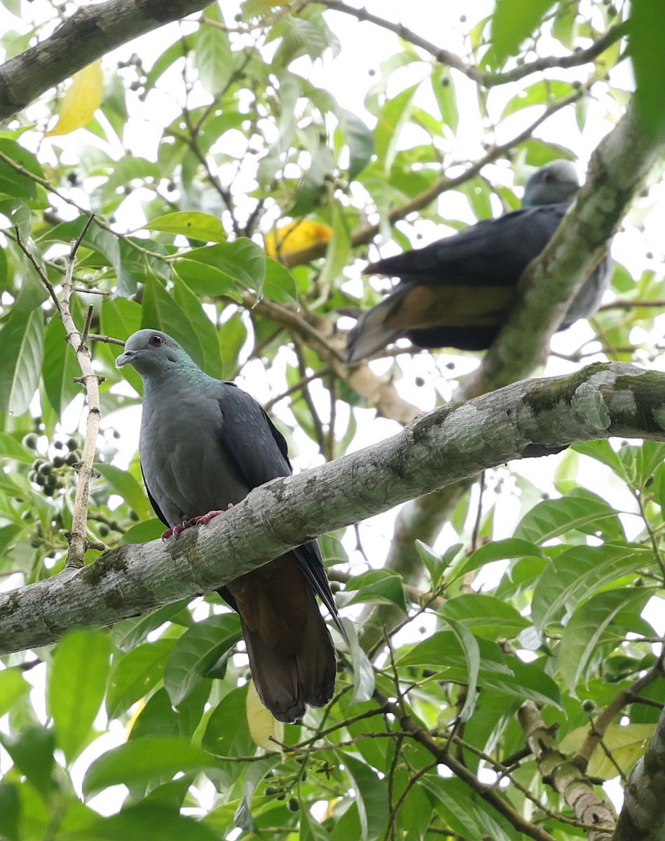 Sao Tome Pigeon - ML599661301