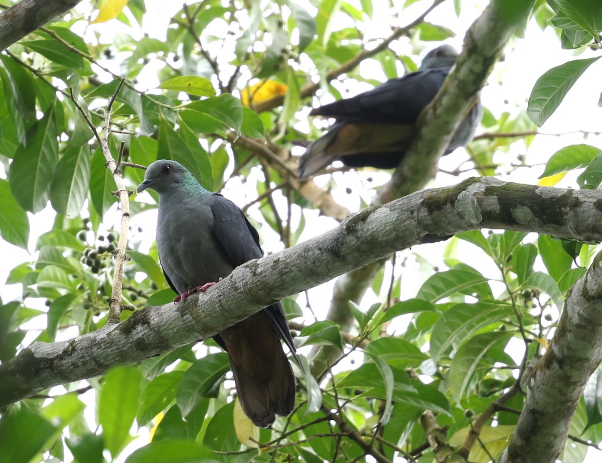 Sao Tome Pigeon - ML599661341