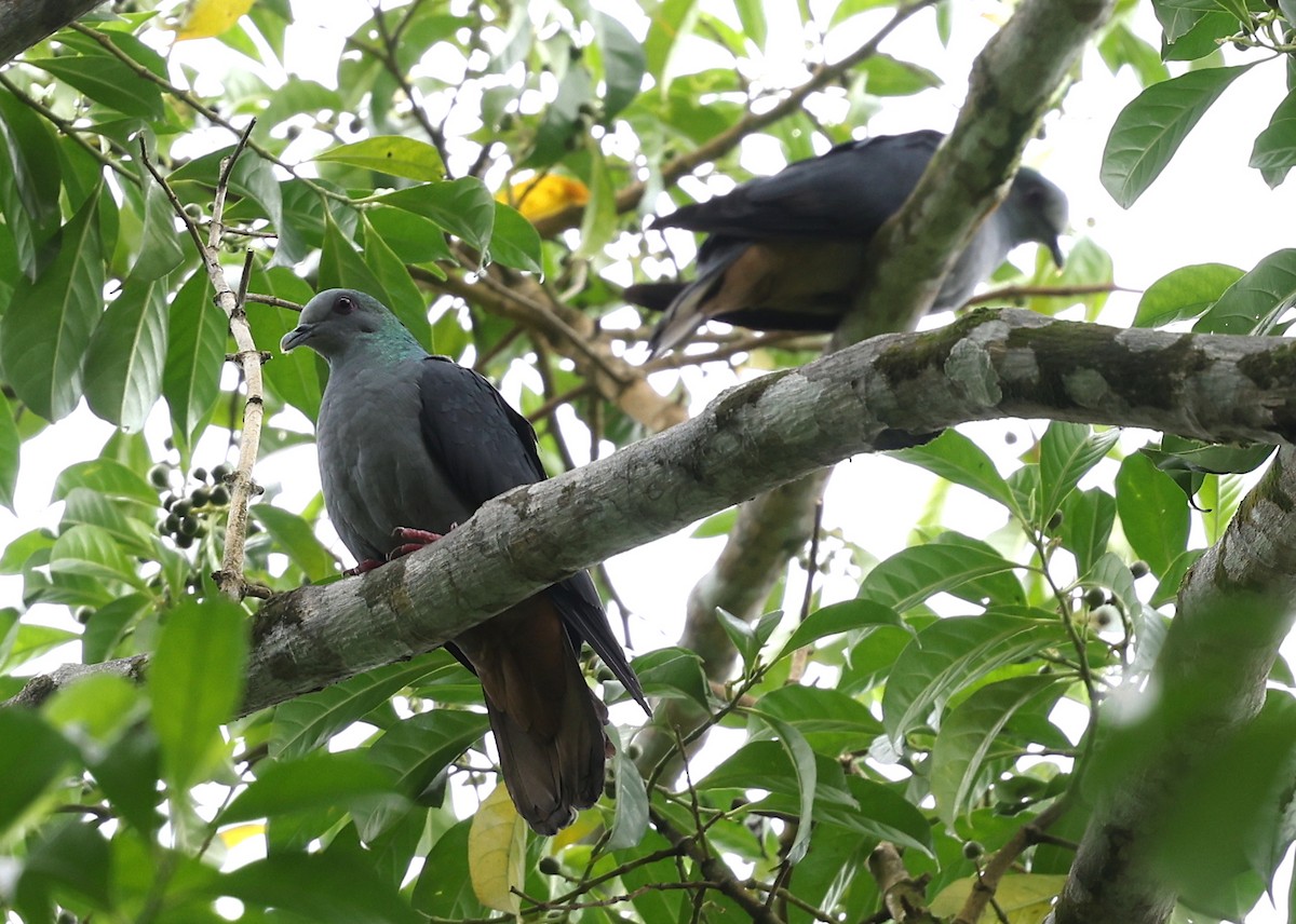 Sao Tome Pigeon - ML599661351