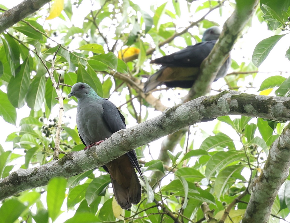 Sao Tome Pigeon - ML599661391