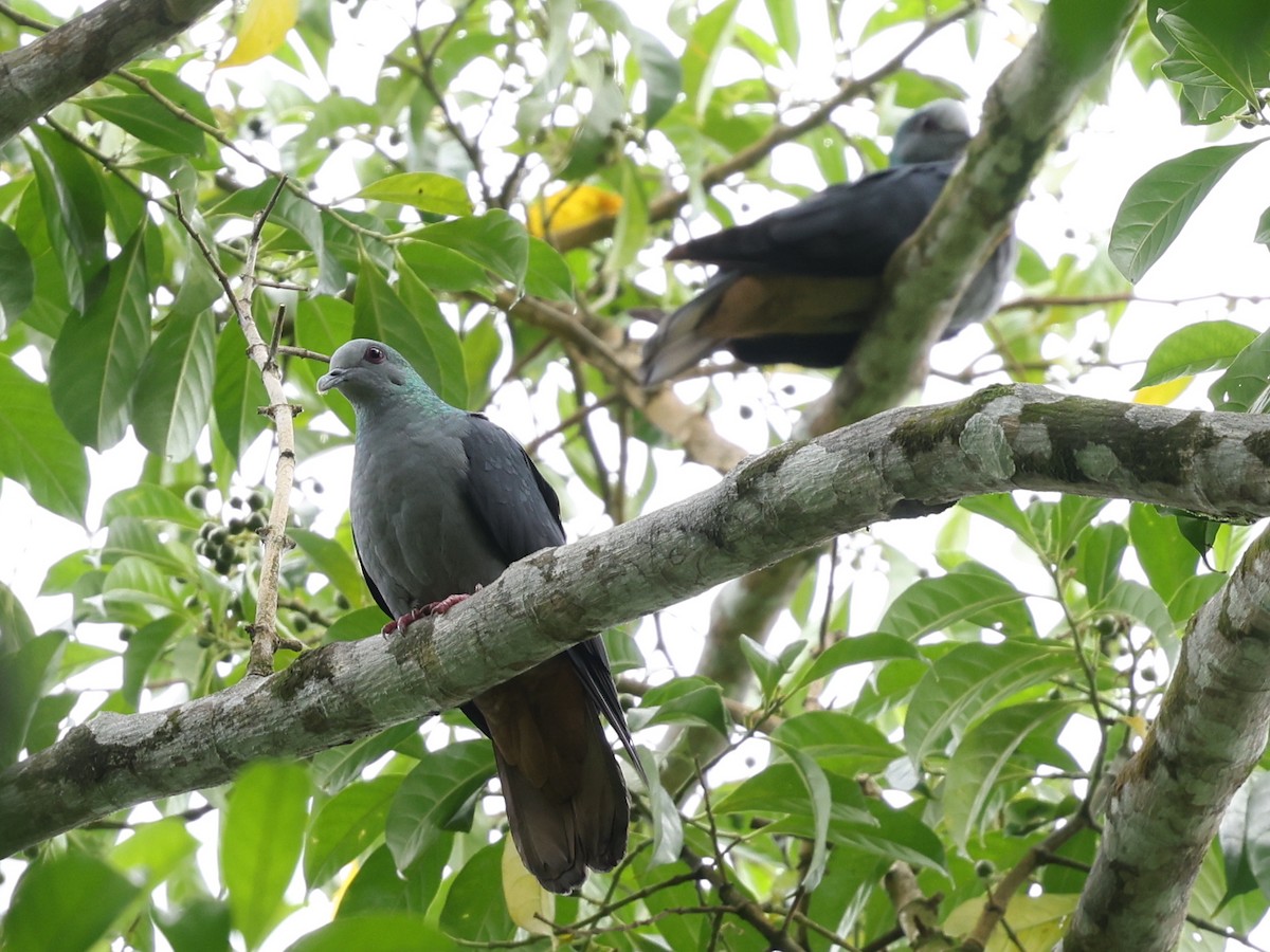 Sao Tome Pigeon - ML599661401
