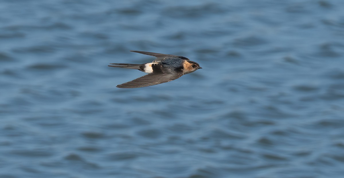 Red-rumped Swallow - ML599663801