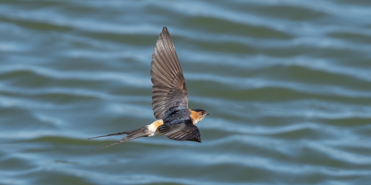 Red-rumped Swallow - ML599663811