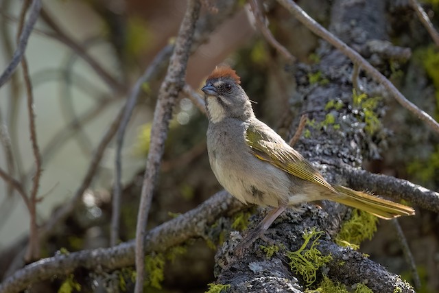 Green-tailed Towhee