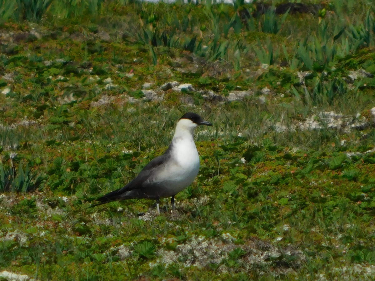 Long-tailed Jaeger - ML599665331