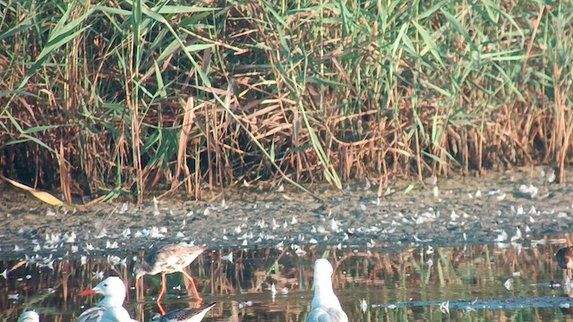 Spotted Redshank - ML599666401