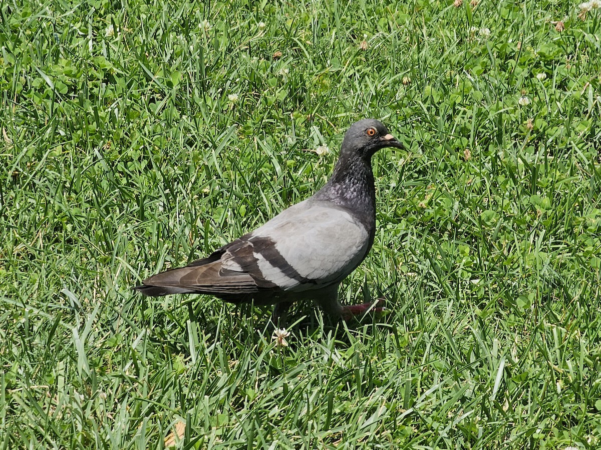 Rock Pigeon (Feral Pigeon) - ML599668091