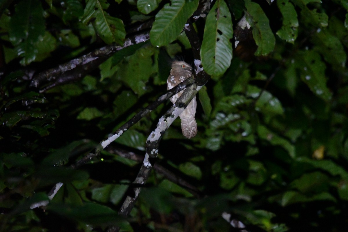 Борнейский лягушкорот - ML599670571