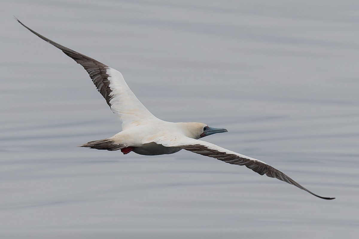 Red-footed Booby - Ryosuke Abe