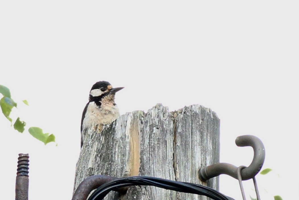 Great Spotted Woodpecker - ML599673571