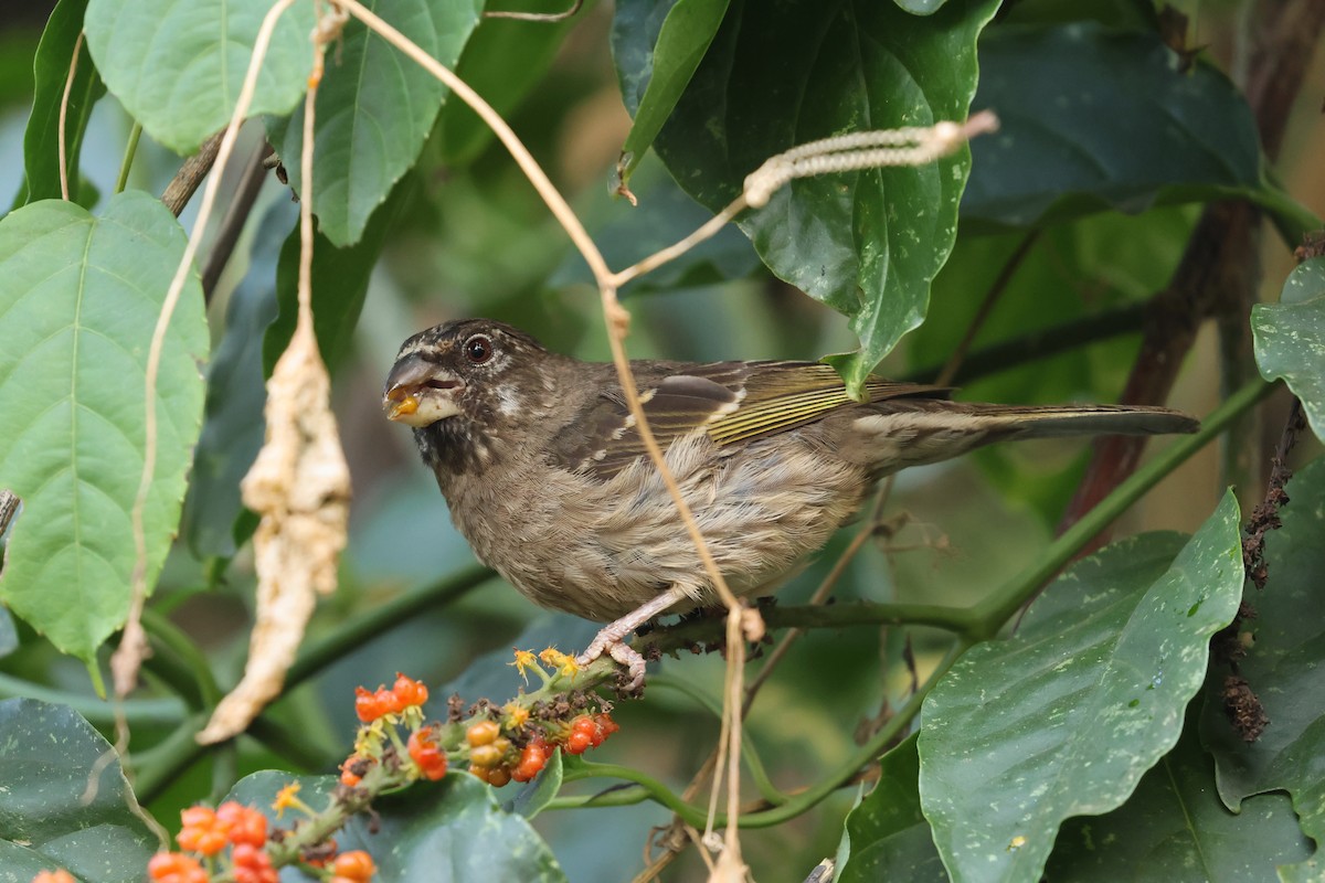 Thick-billed Seedeater - ML599678411