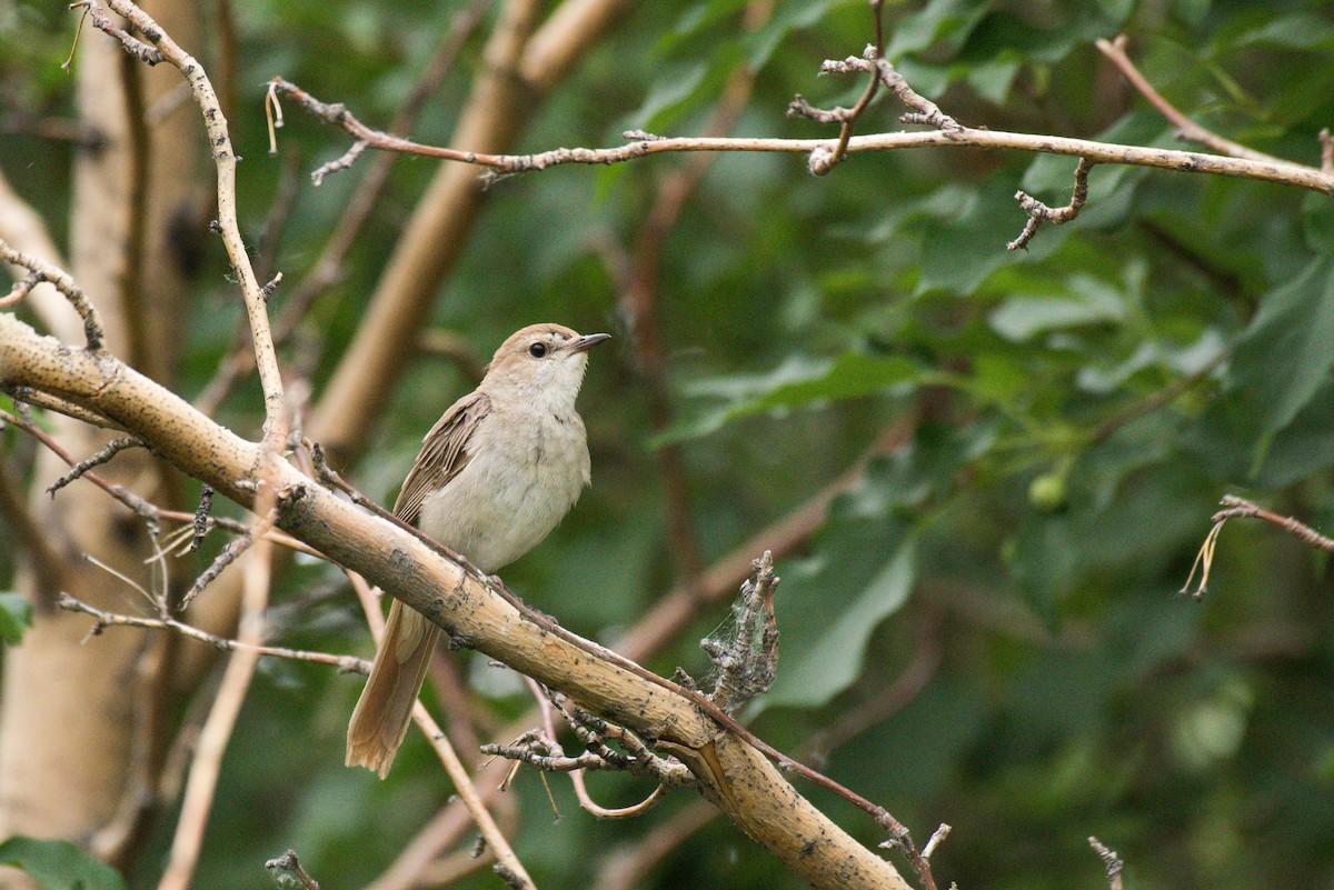 Common Nightingale - ML599681471