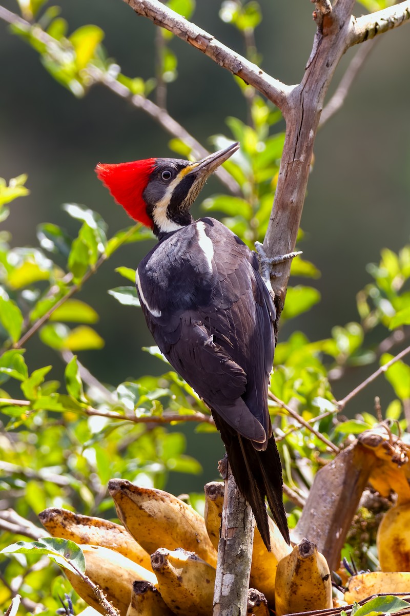Lineated Woodpecker - ML599685201