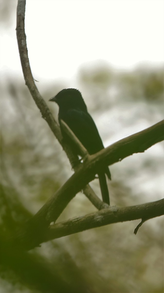 Square-tailed Drongo - ML599688441
