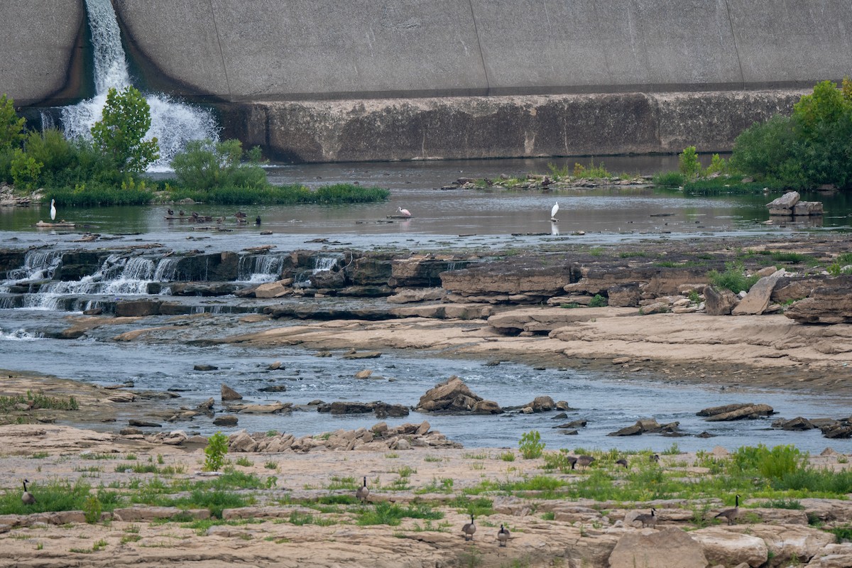 eBird Checklist - 2 Aug 2023 - Falls of the Ohio National Wildlife ...