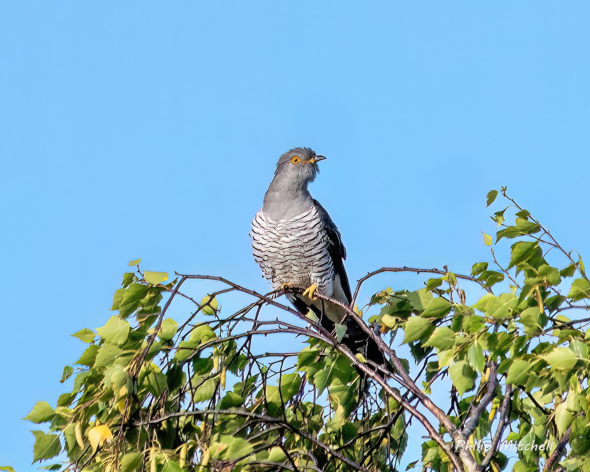 Common Cuckoo - ML599701111
