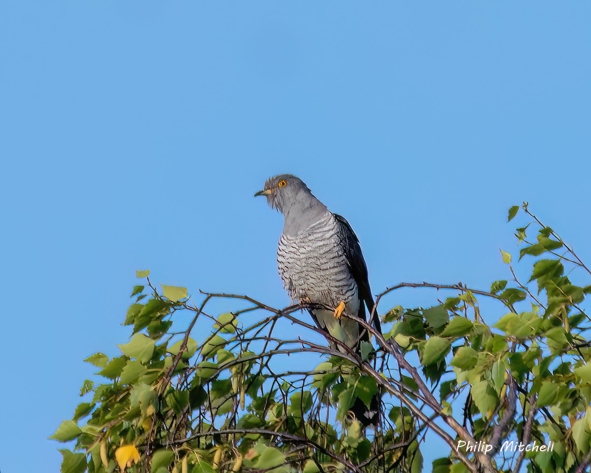 Common Cuckoo - ML599701141