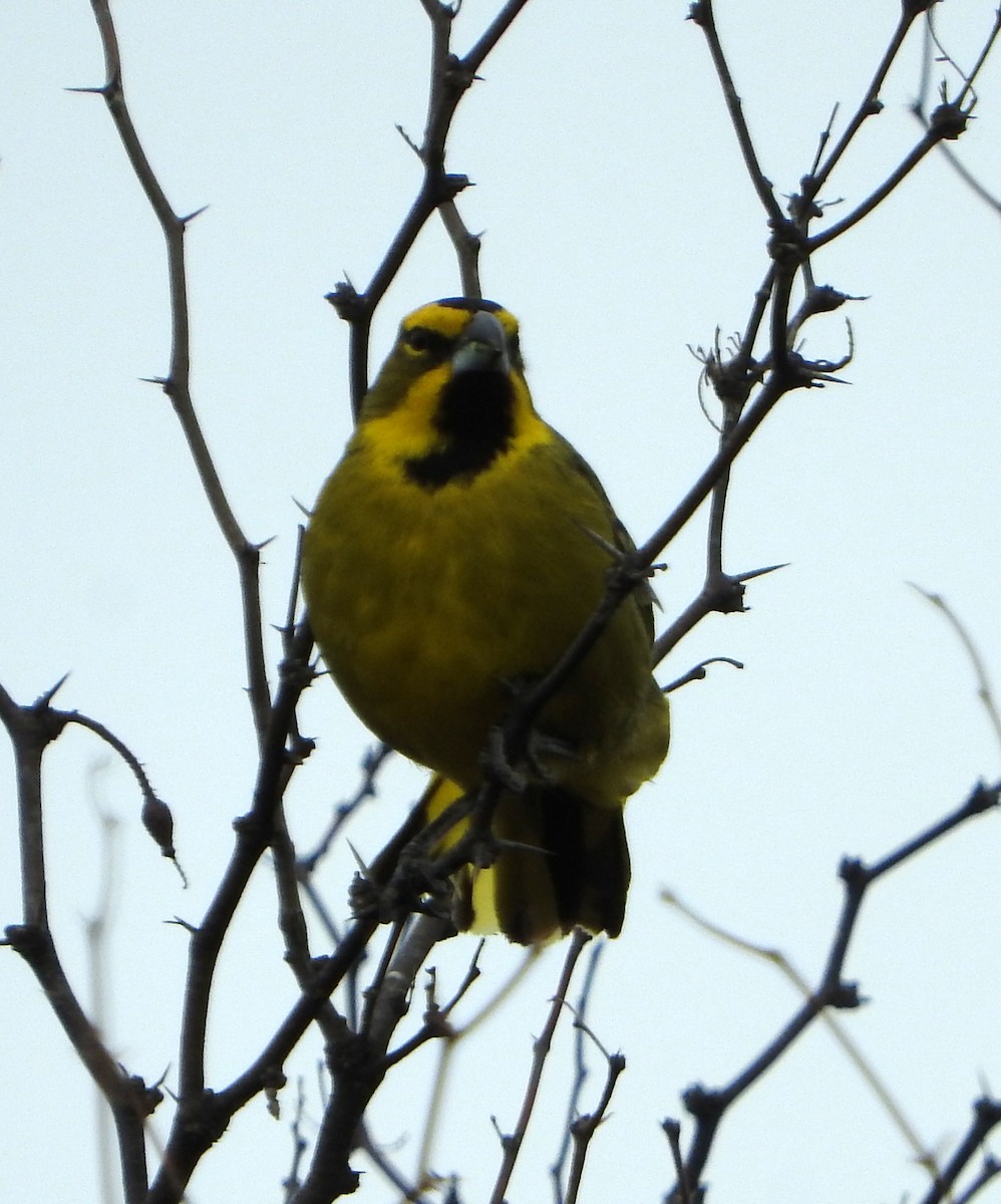 Yellow Cardinal - Diego perez