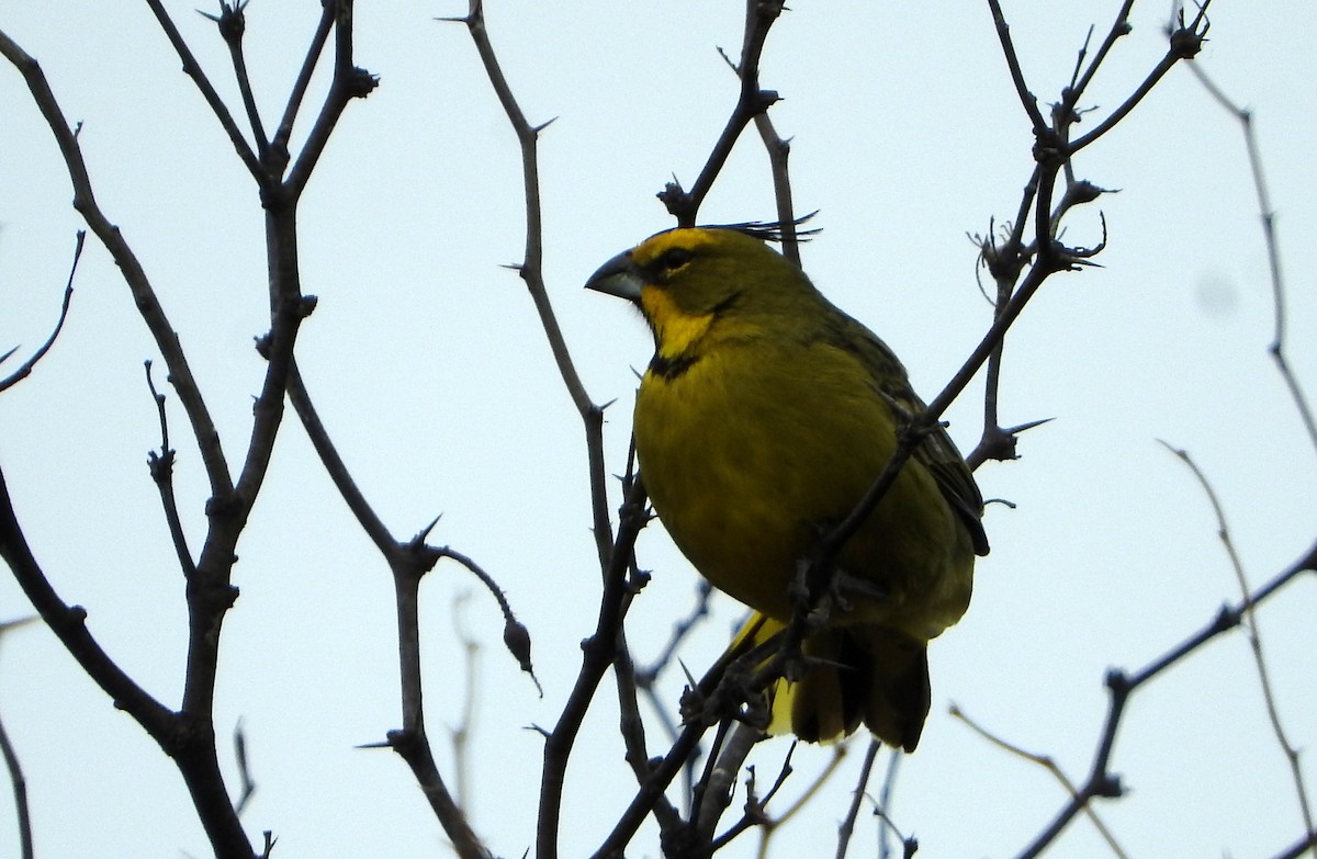 Yellow Cardinal - ML599701161