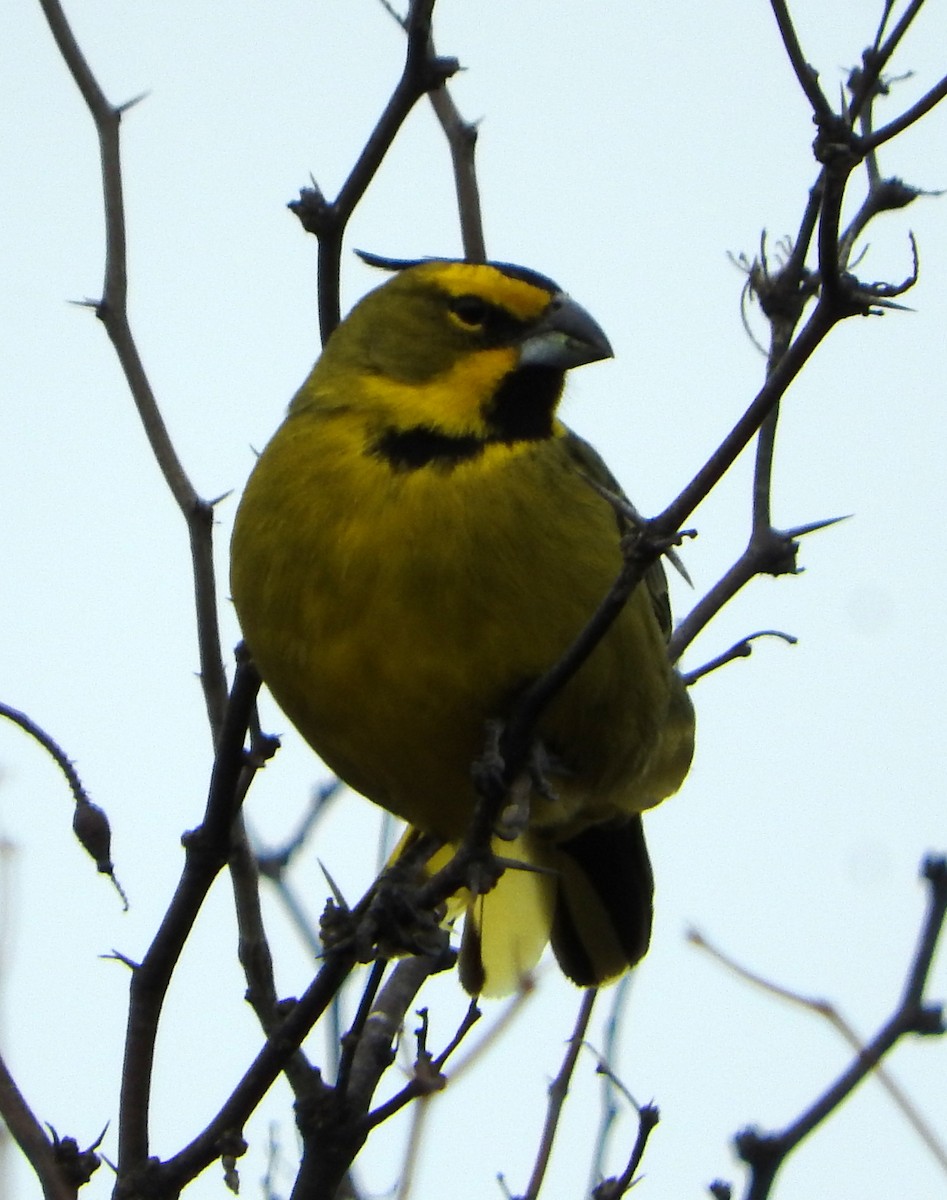 Yellow Cardinal - ML599701171