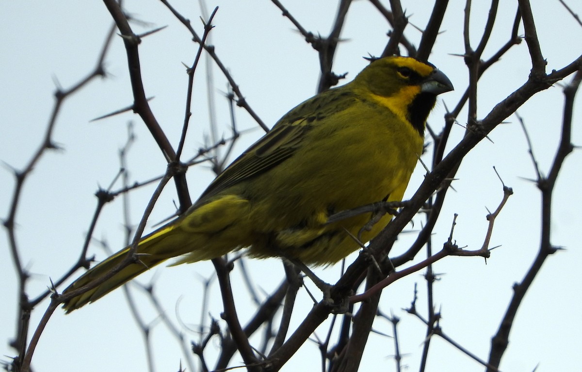 Yellow Cardinal - ML599701181