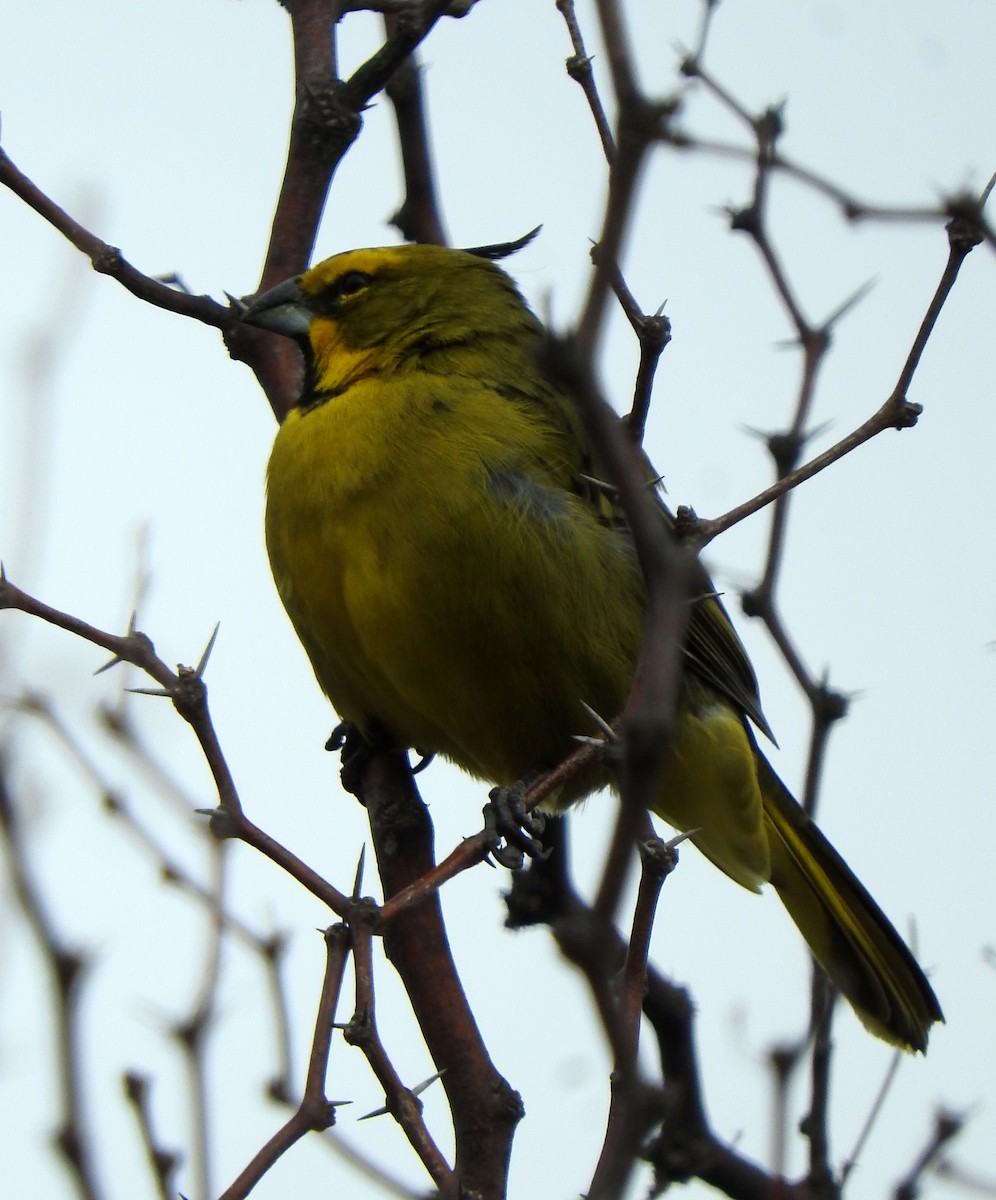 Yellow Cardinal - ML599701191