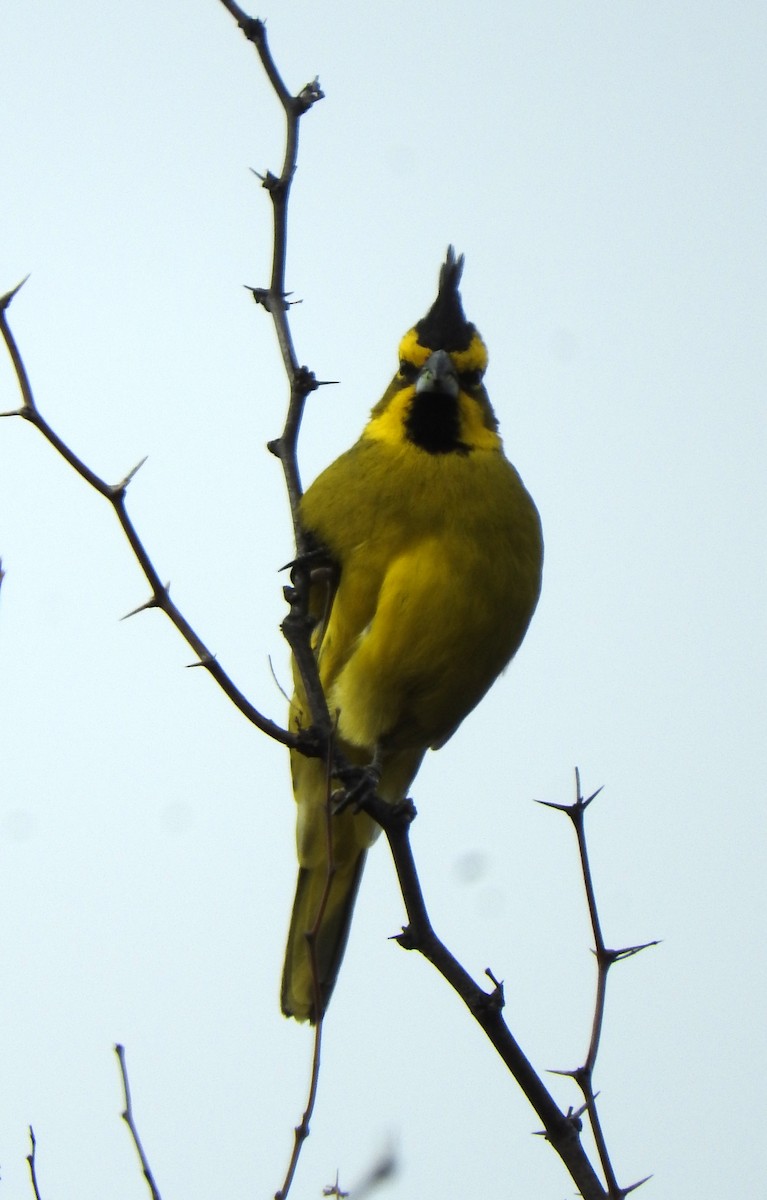 Yellow Cardinal - ML599701201