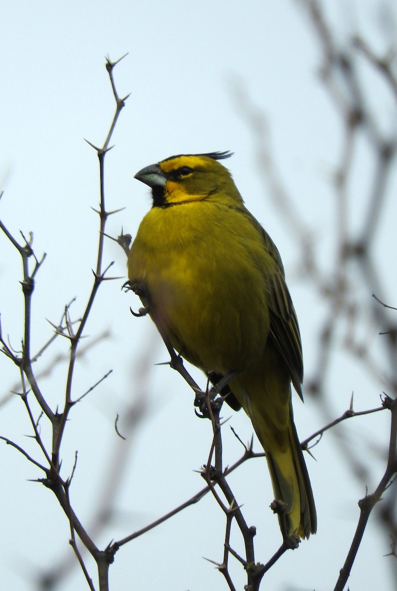 Yellow Cardinal - ML599701221
