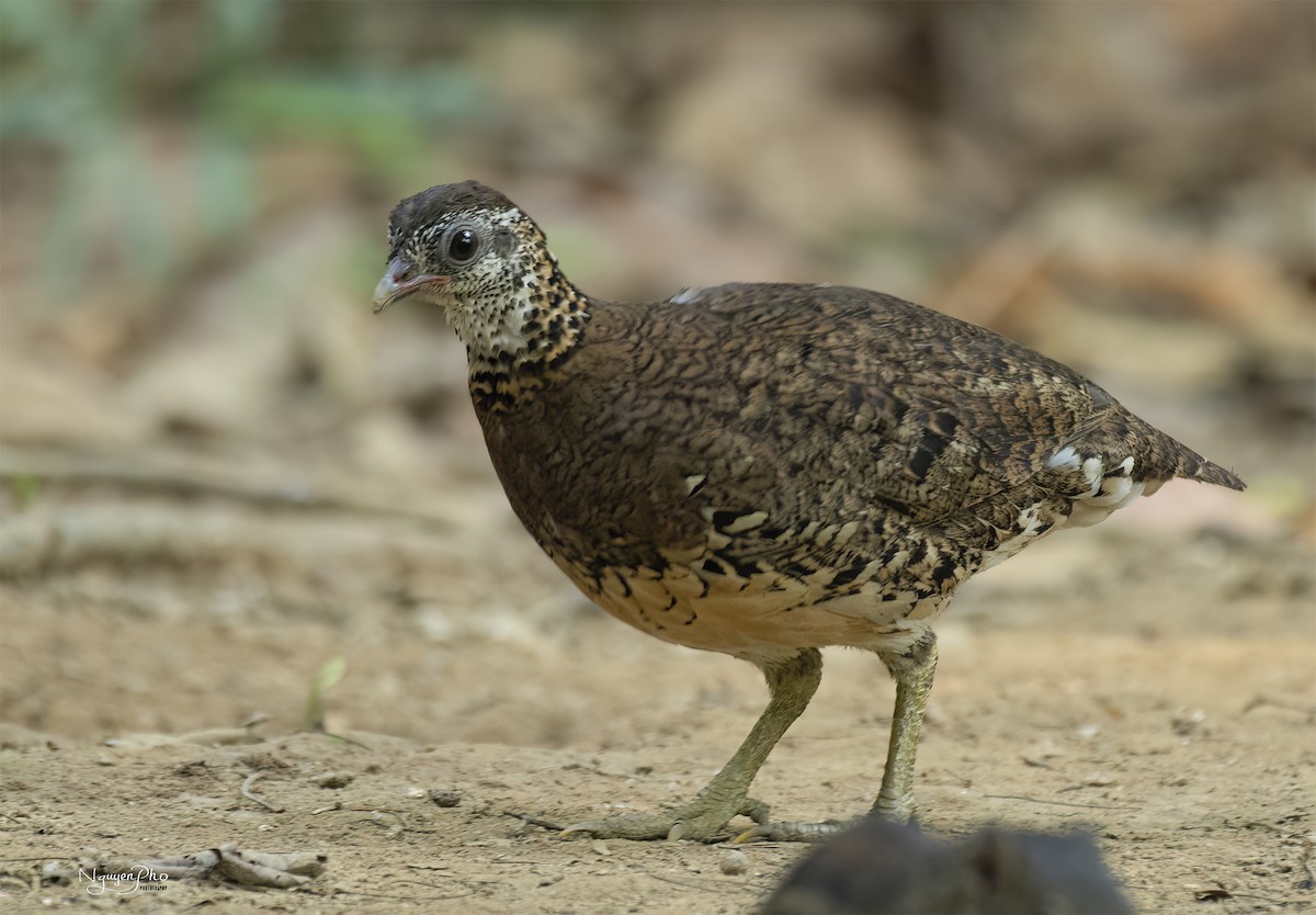 Scaly-breasted Partridge - ML599703271