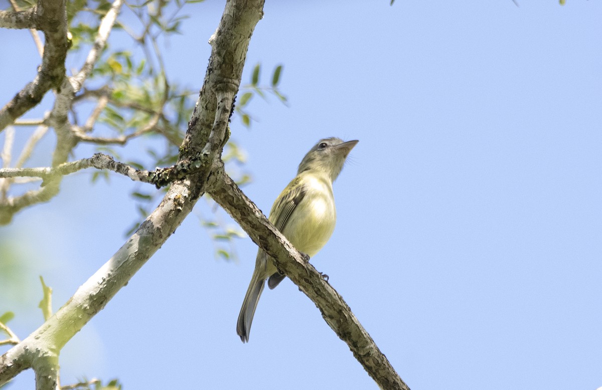 Gray-crowned Flatbill - ML599705231