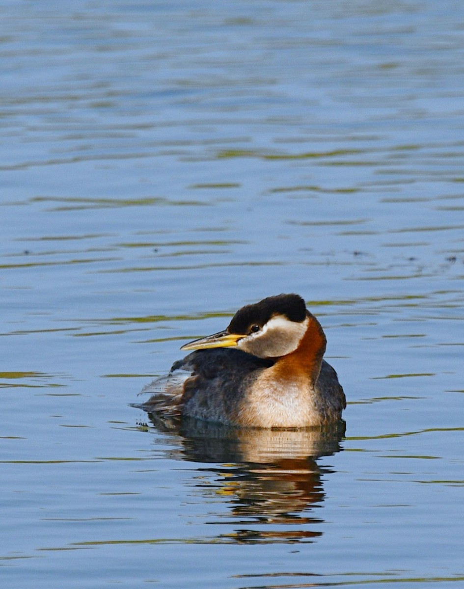 Red-necked Grebe - ML599706081