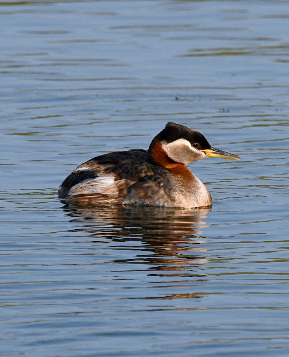 Red-necked Grebe - ML599706091