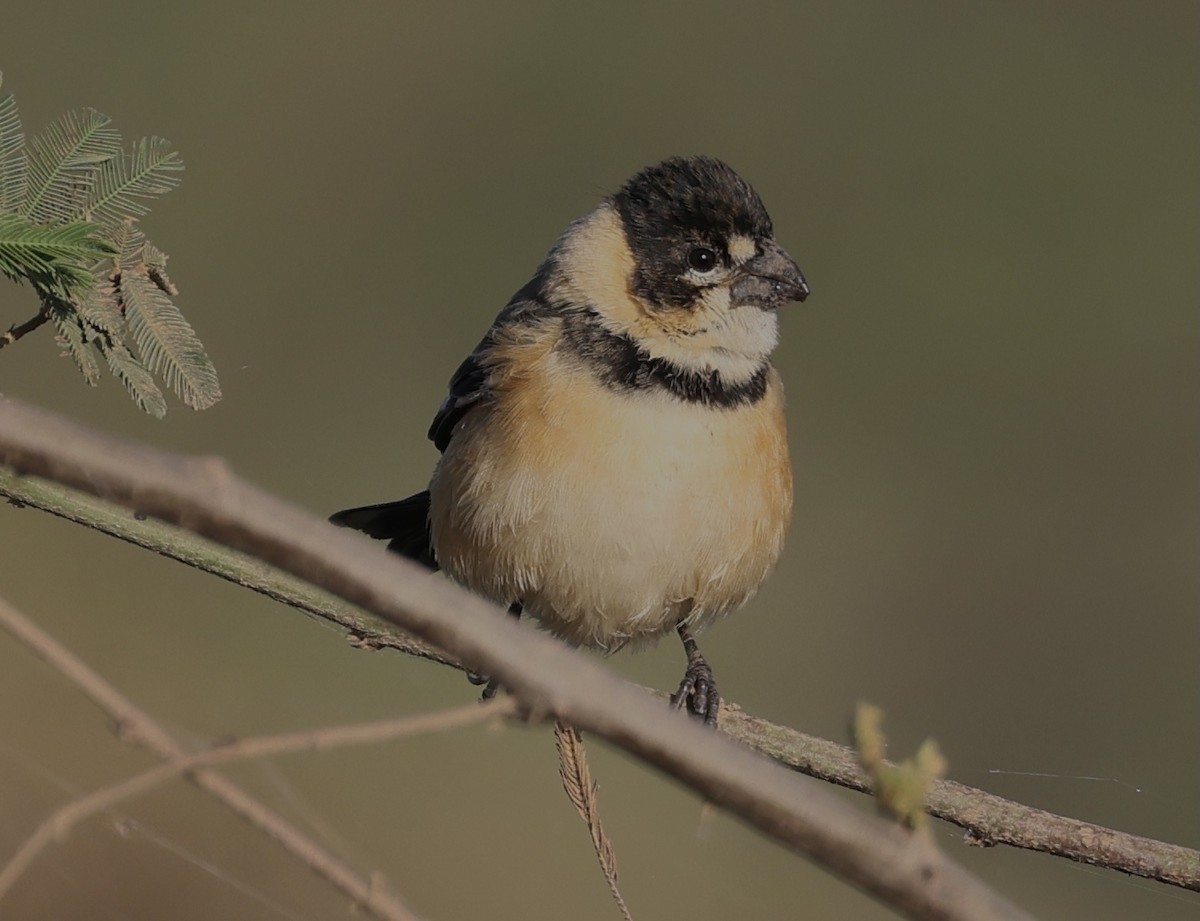 Rusty-collared Seedeater - ML599706851