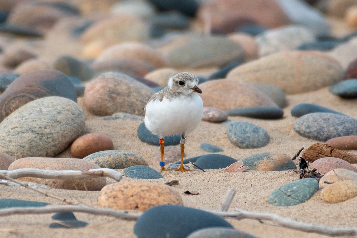 Piping Plover - ML599709471