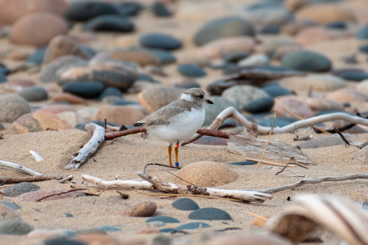 Piping Plover - ML599709481