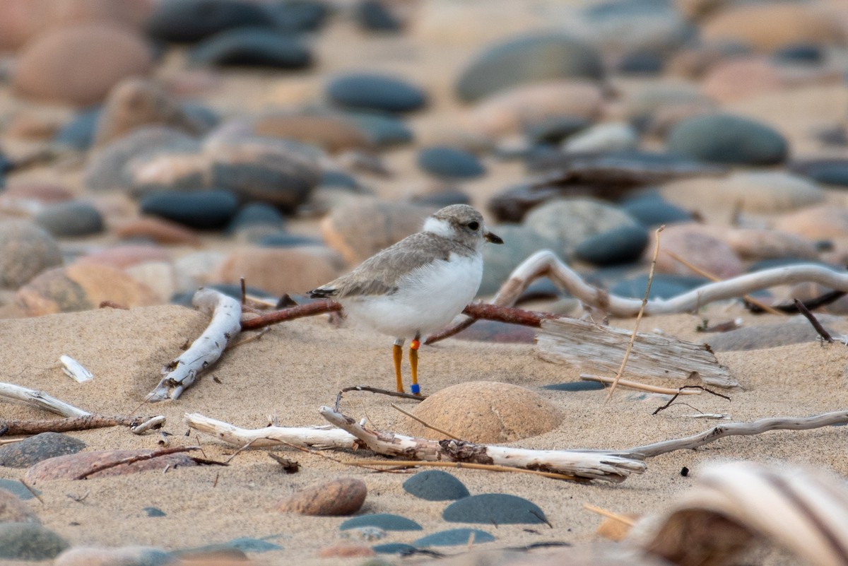 Piping Plover - ML599709491