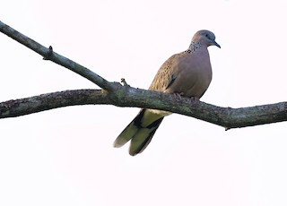 Spotted Dove, ML599709801