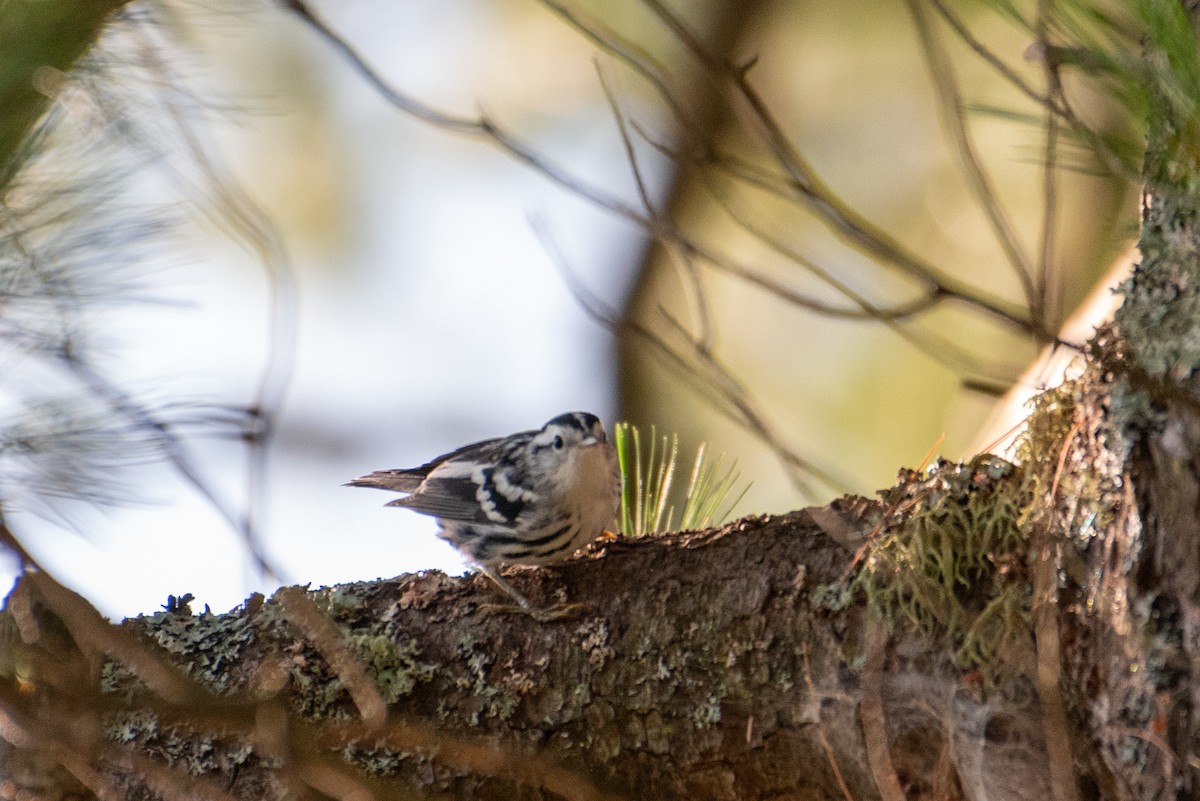 Black-and-white Warbler - ML599712541