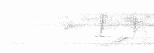 Атласная нектарница - ML599714731