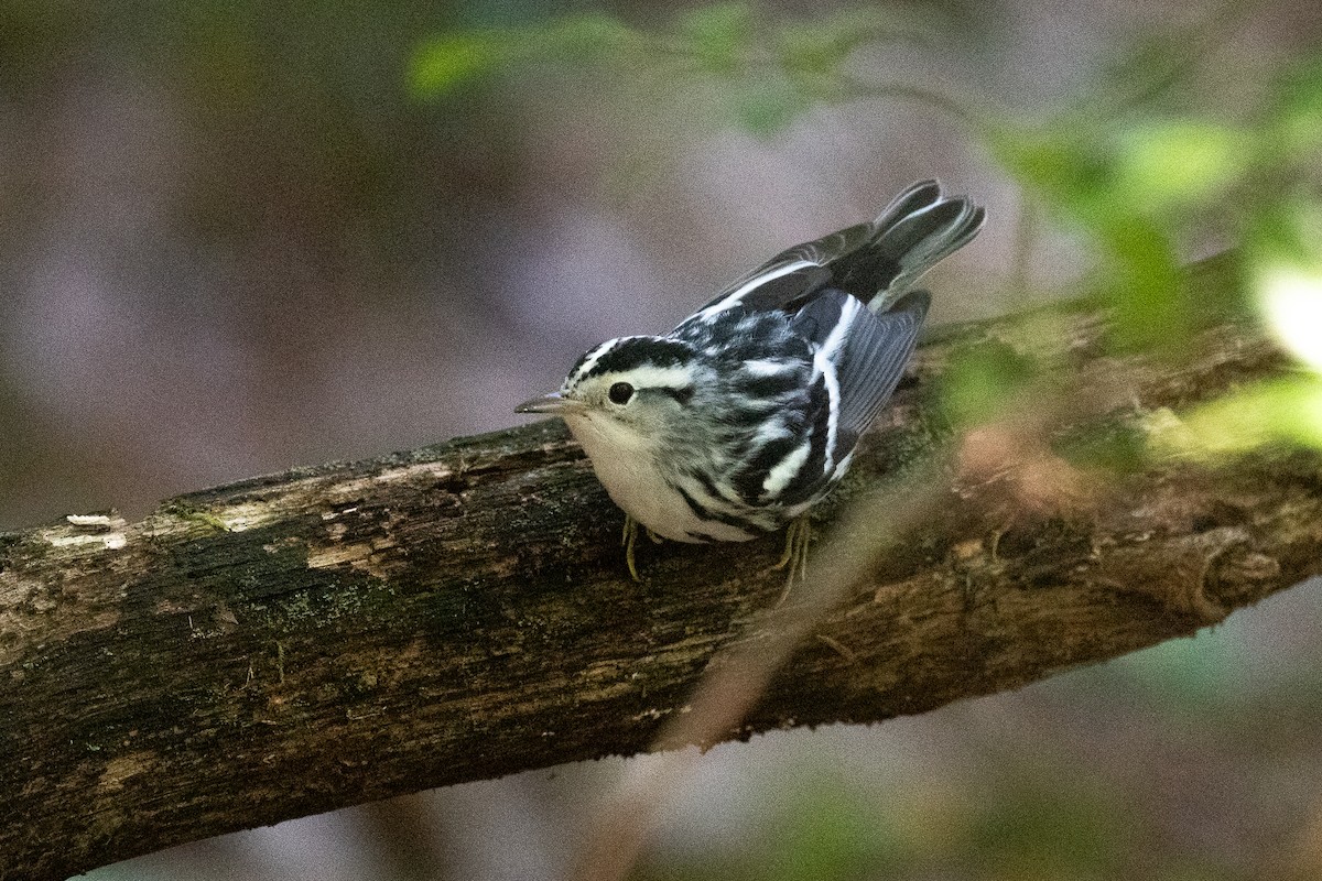 Black-and-white Warbler - ML599719121