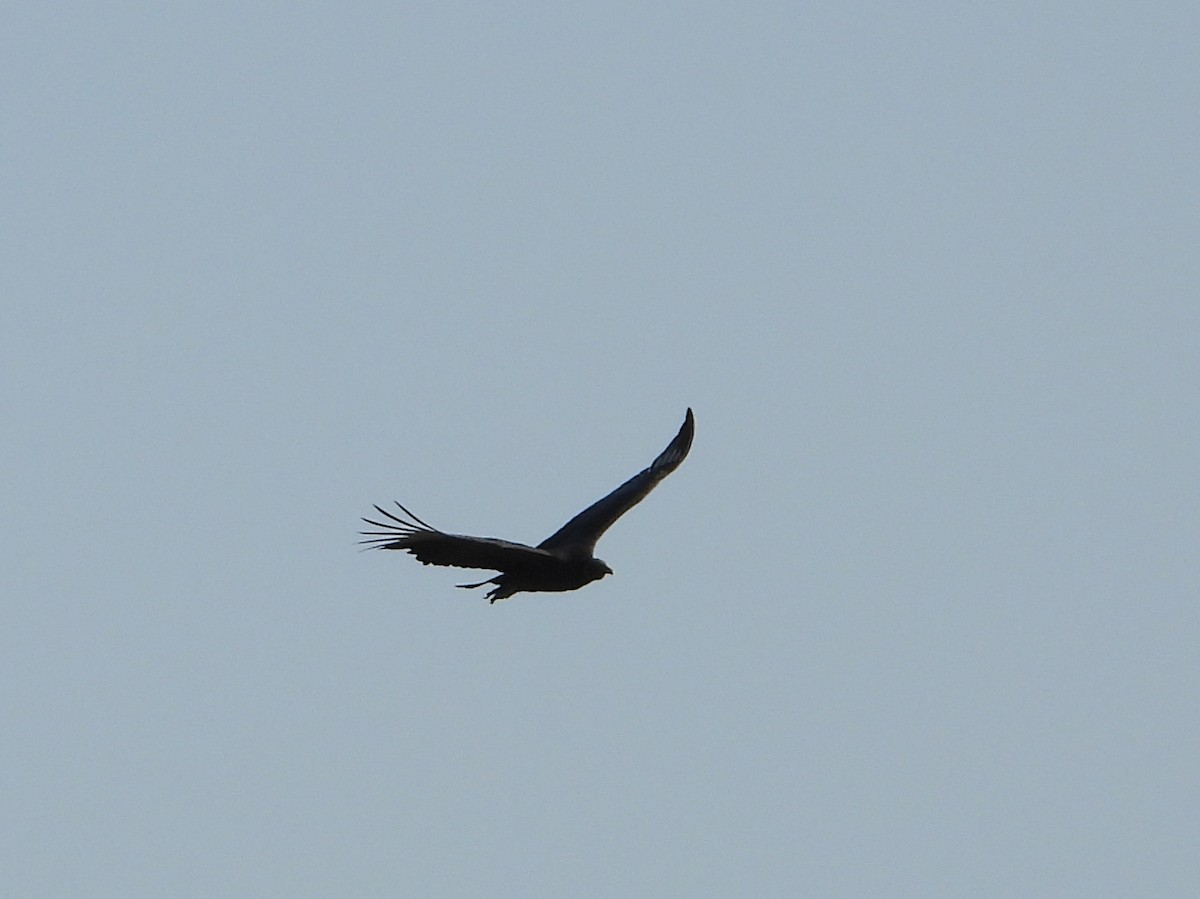 Black Vulture - ML599719541