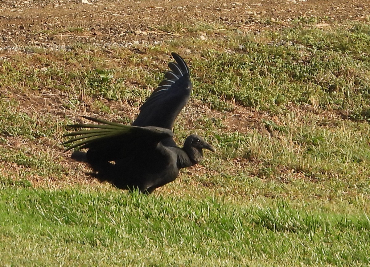 Black Vulture - ML599719551