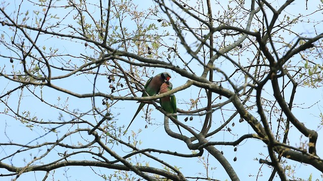 Red-breasted Parakeet - ML599720241