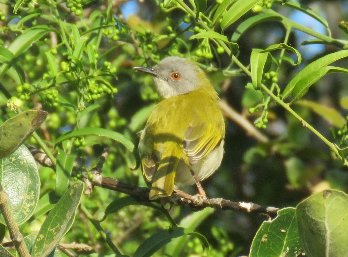 Yellow-breasted Apalis (Yellow-breasted) - ML599725361