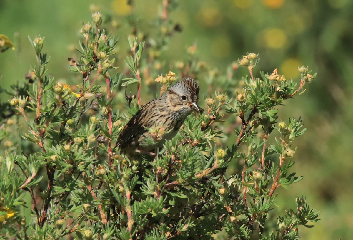 Lincoln's Sparrow - Ruth King