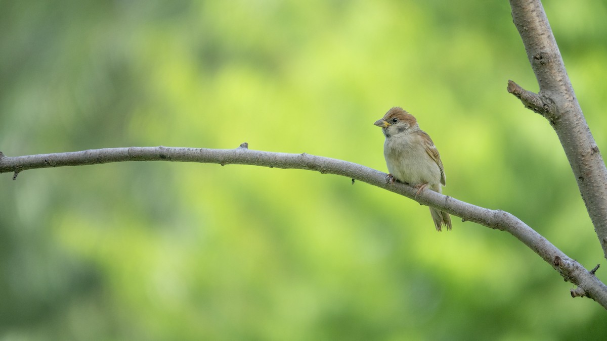 Eurasian Tree Sparrow - Andy Liu